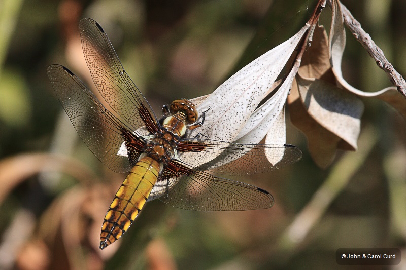 IMG_9341 Libellula depressa male.JPG